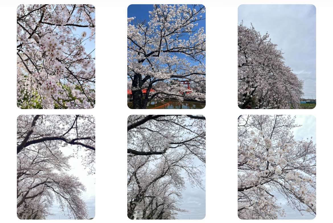 桜